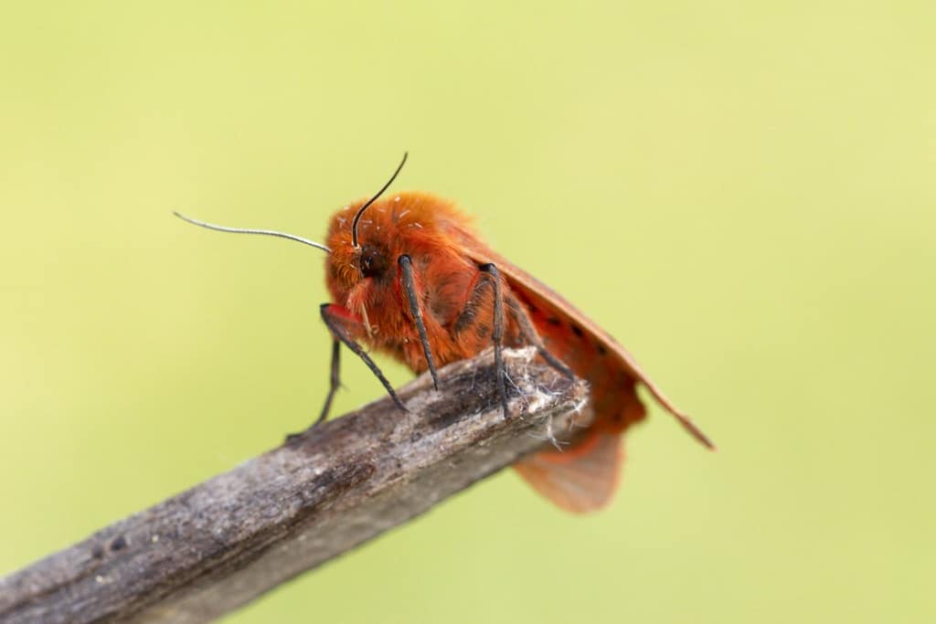 Phragmatobia fuliginosa-Kleine beervlinder