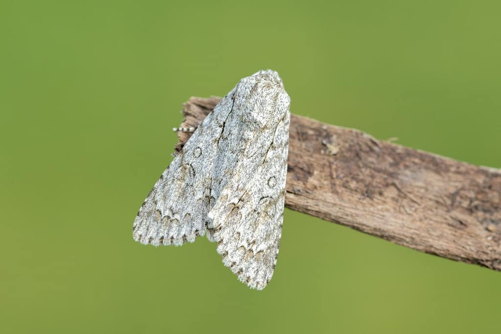 Acronicta aceris, Bont schaapje