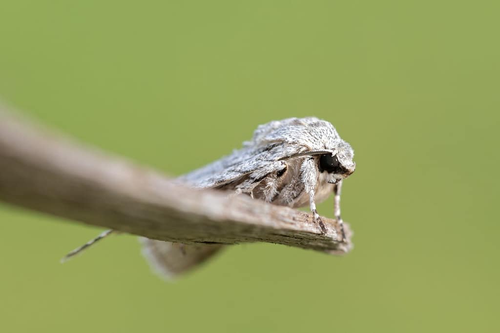Acronicta aceris, Bont schaapje