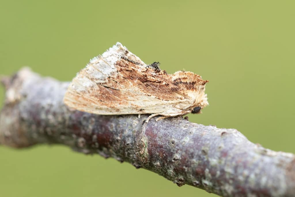 Ptilodon cucullina-Esdoorntandvlinder