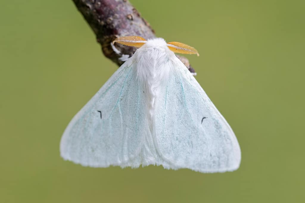 Arctornis L-Nigrum- Zwarte L-vlinder