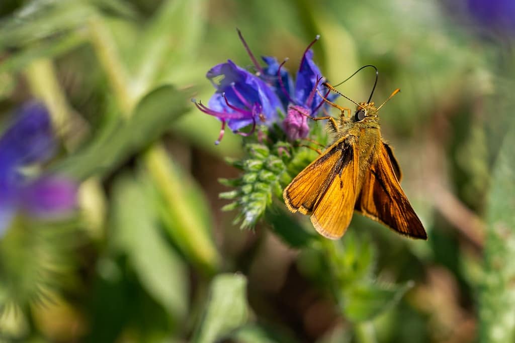 Ochlodes sylvanus -Groot dikkopje
