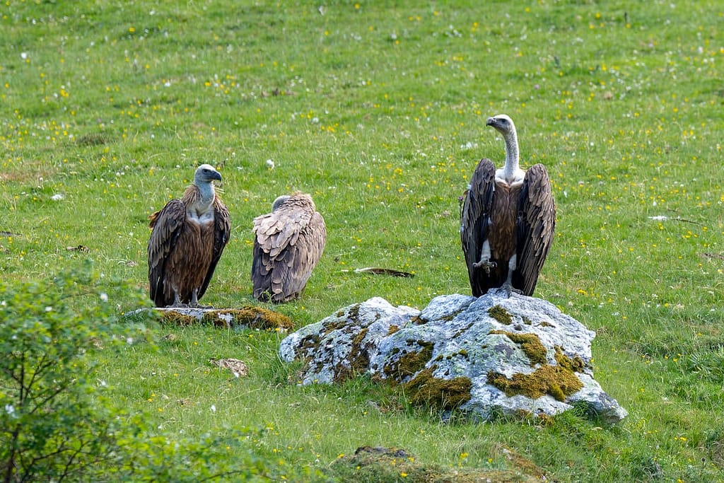 Gyps fulvus - Vale gier (Vautour Fauve)