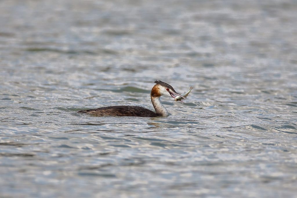 Podiceps cristatus, Fuut