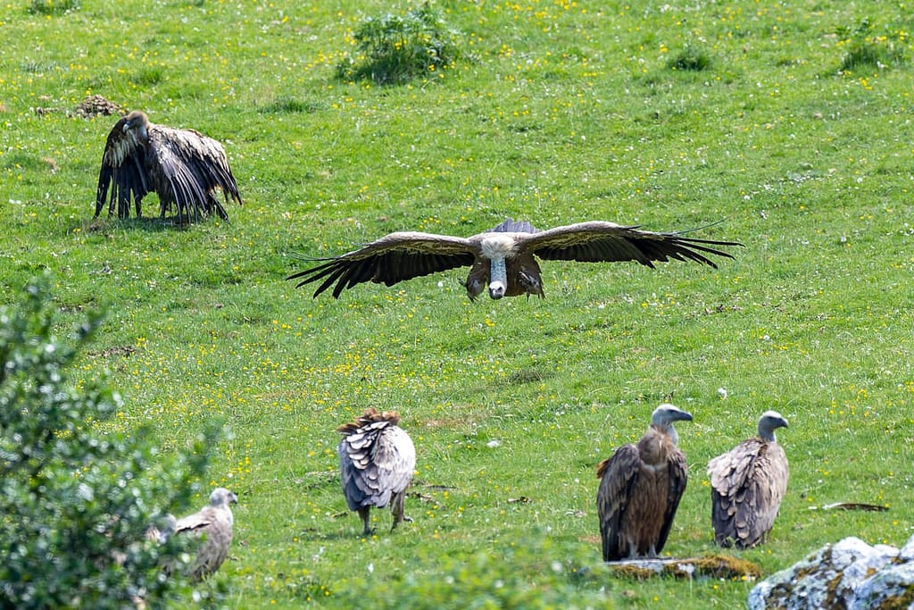 Gyps fulvus - Vale gier (Vautour Fauve)