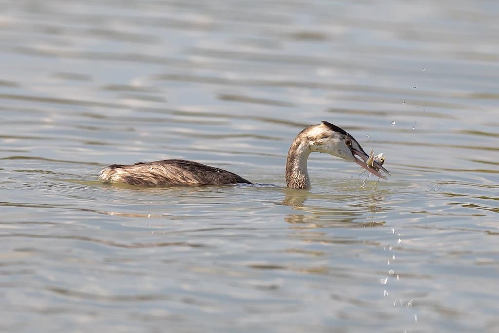 Podiceps cristatus, Fuut