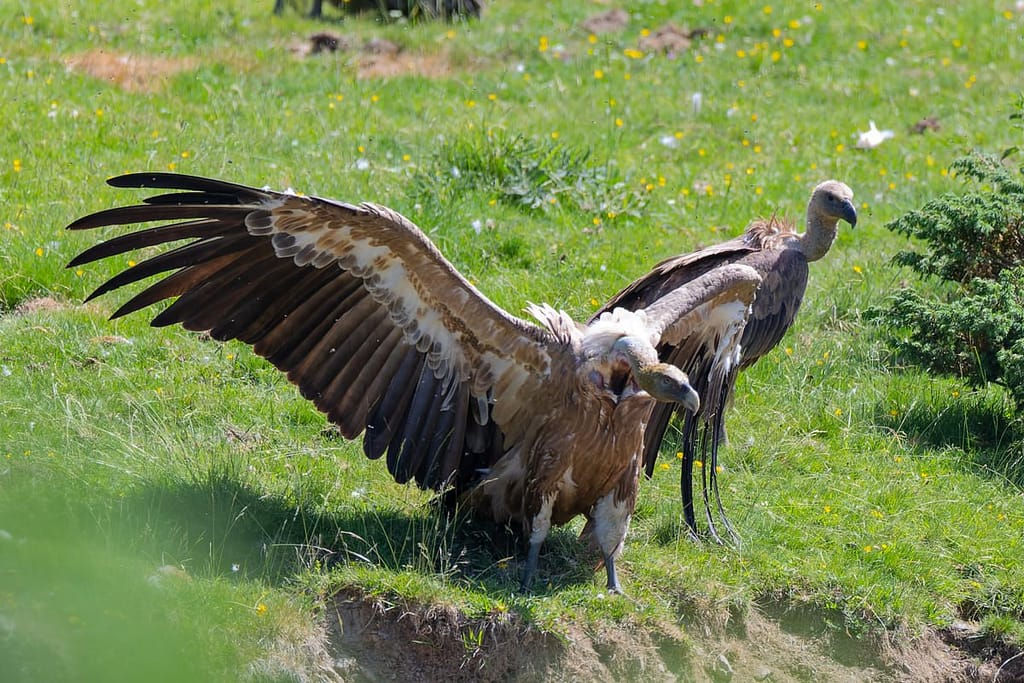 Gyps fulvus - Vale gier (Vautour Fauve)