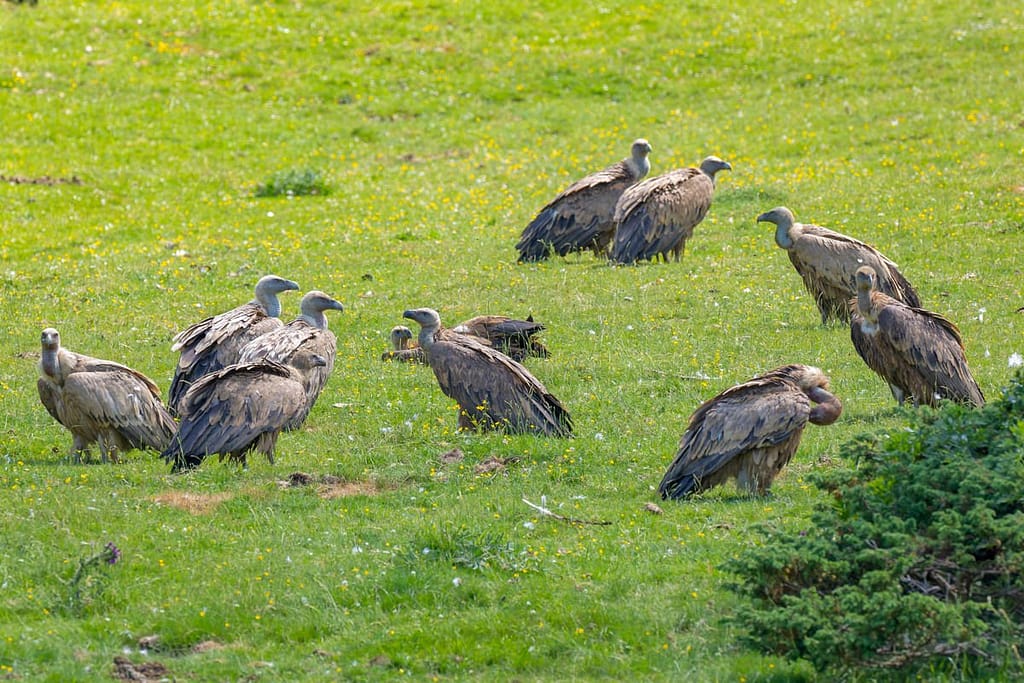 Gyps fulvus - Vale gier (Vautour Fauve)