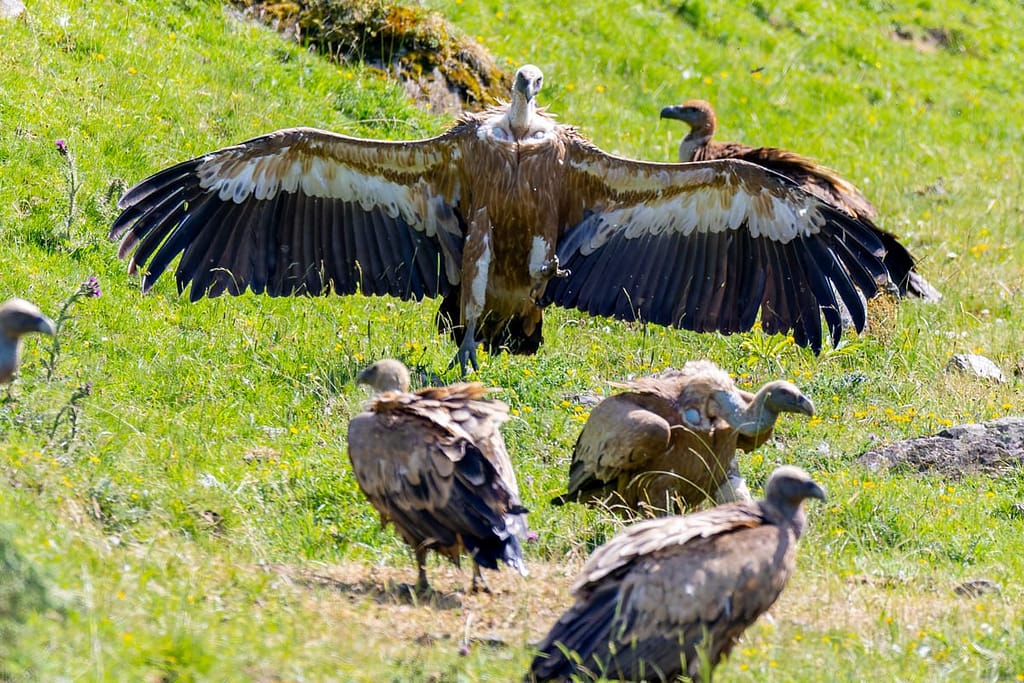 Gyps fulvus - Vale gier (Vautour Fauve)