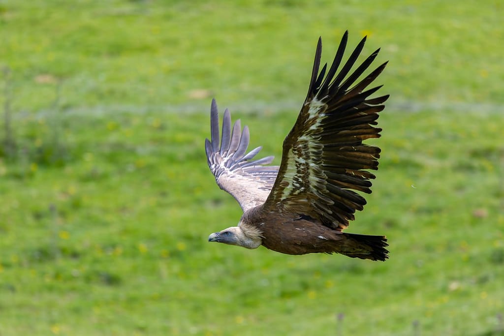 Gyps fulvus - Vale gier (Vautour Fauve)