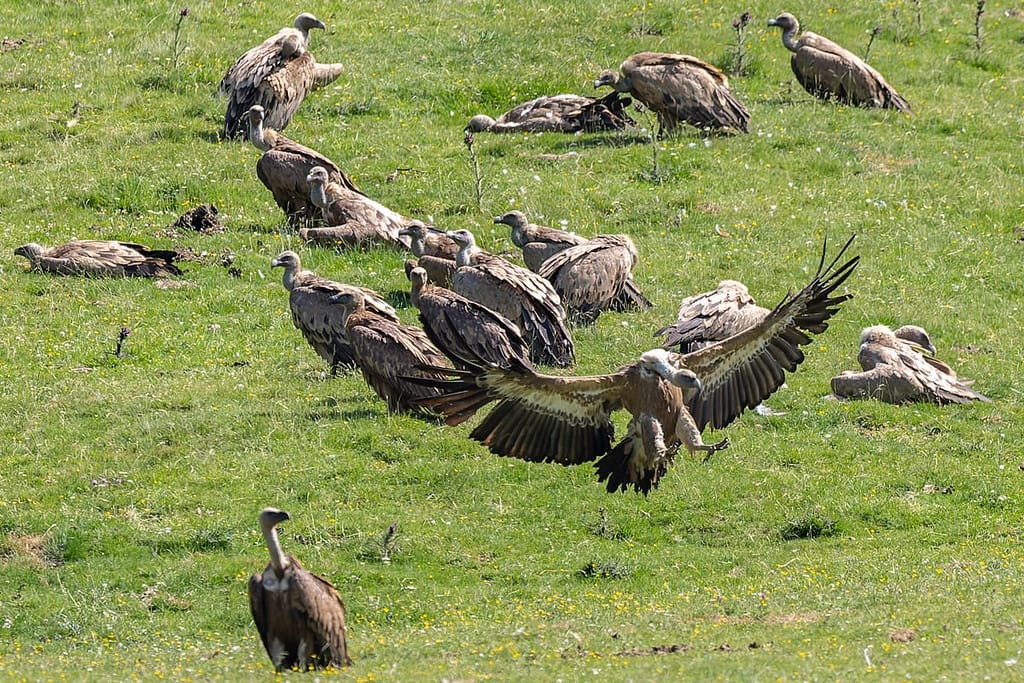 Gyps fulvus - Vale gier (Vautour Fauve)