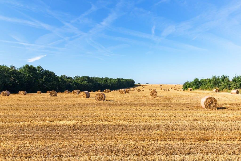 Tarwe veld met rollen