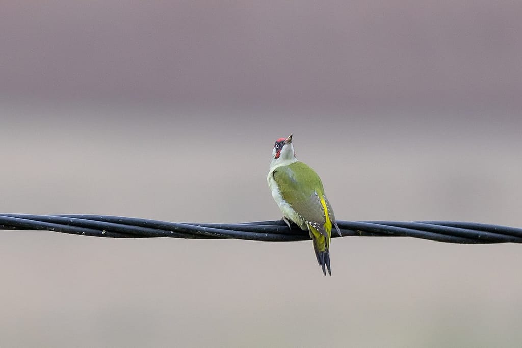 Picus viridis, Groene specht