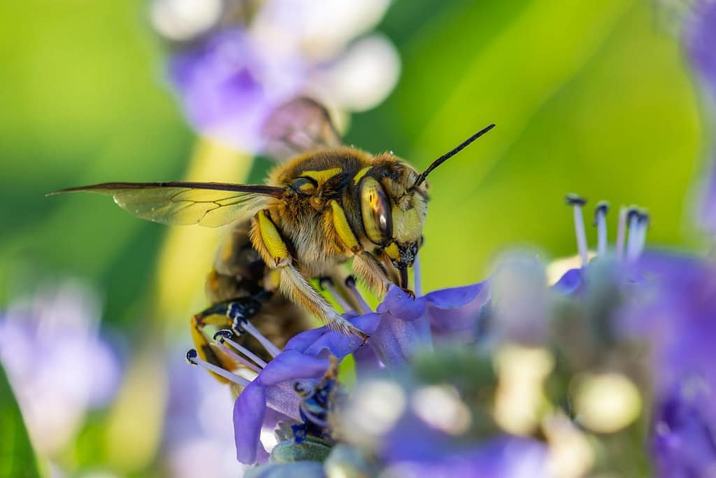Anthidium florentinum