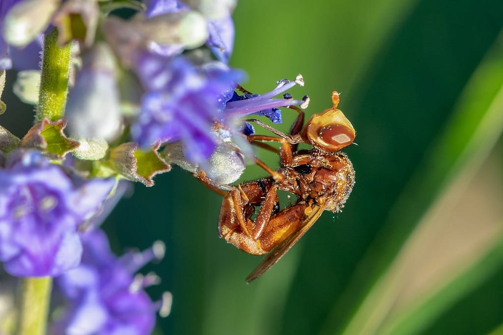 Conopidé Sicus sp., Roestbruine kromlijf