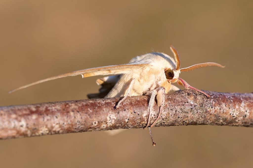 Marumba quercus, Eikenpijlstaart
