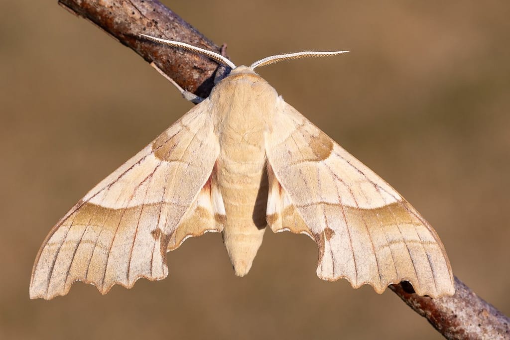 Marumba quercus, Eikenpijlstaart