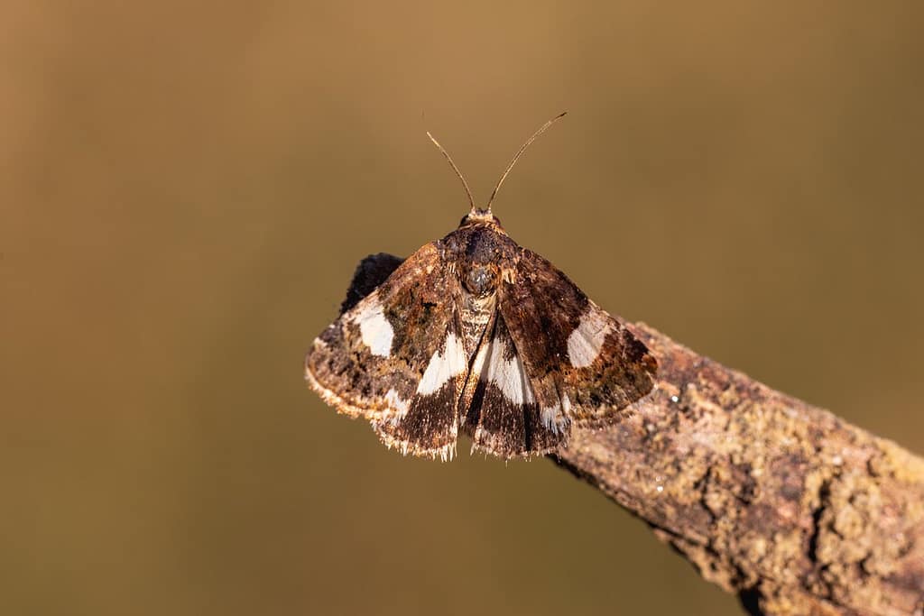 Tyta luctuosa,Akkerwinde-uil