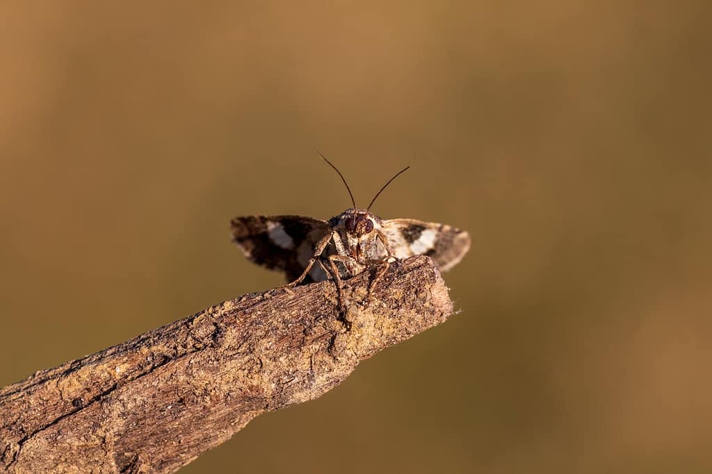 Tyta luctuosa,Akkerwinde-uil
