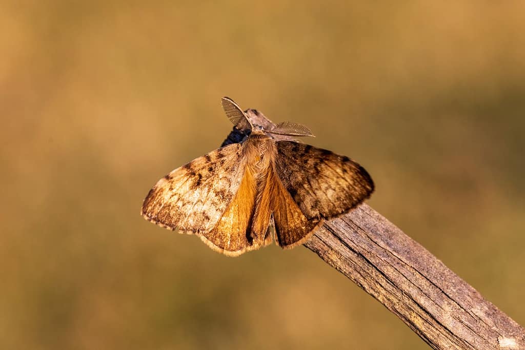 Lymantria dispar, Plakker