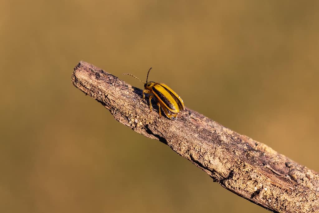 Xanthogaleruca luteola, Iepenhaantje