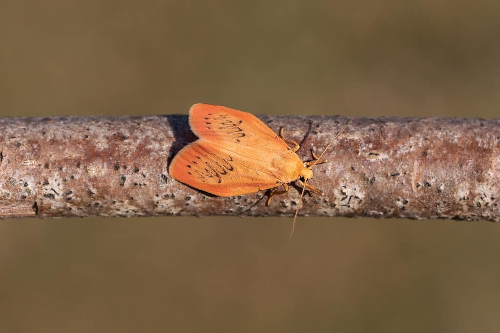 Miltochrista miniata, Rozenblaadje