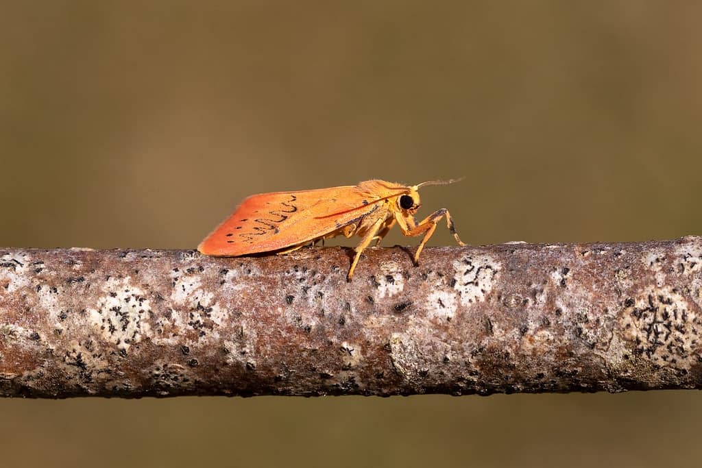 Miltochrista miniata, Rozenblaadje