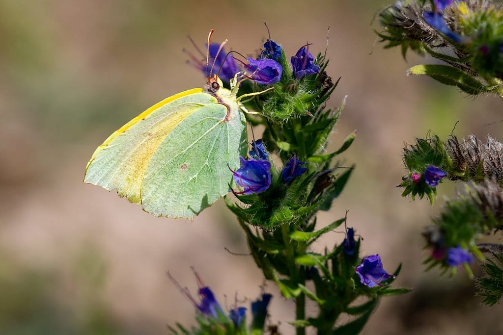 Gonepteryx cleopatra, Cleopatra