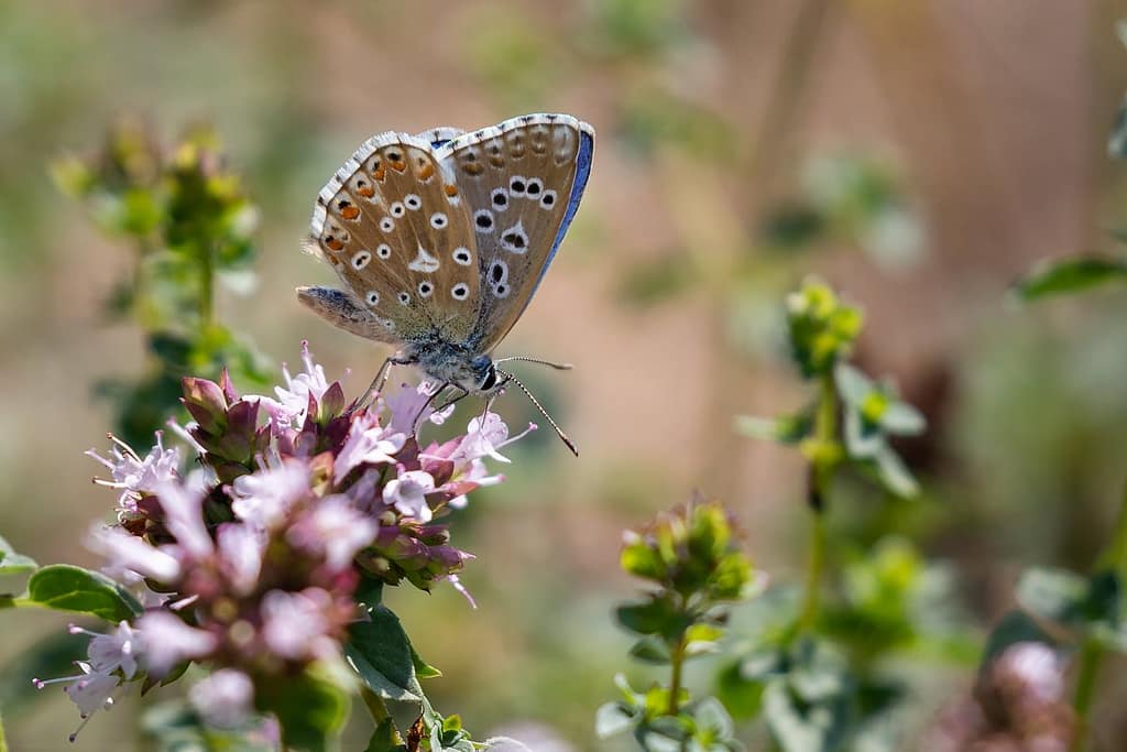 Polyommatus eros, Vlaggewikkeblauwtje