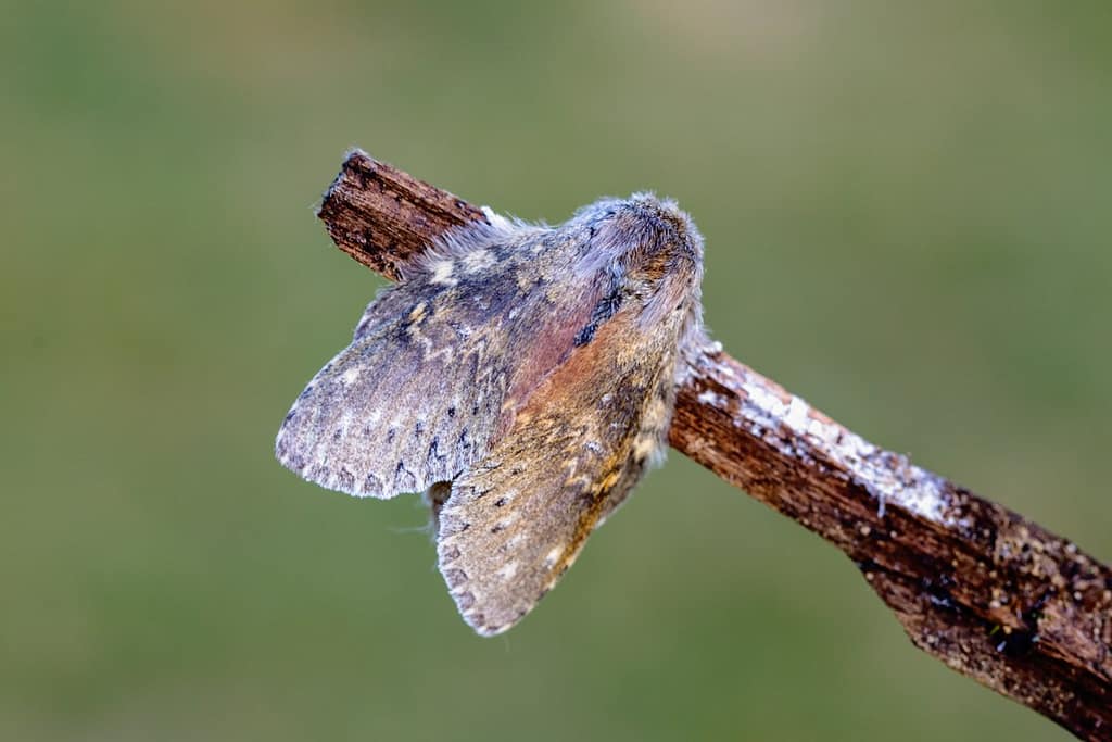 Stauropus fagi, Eekhoorn