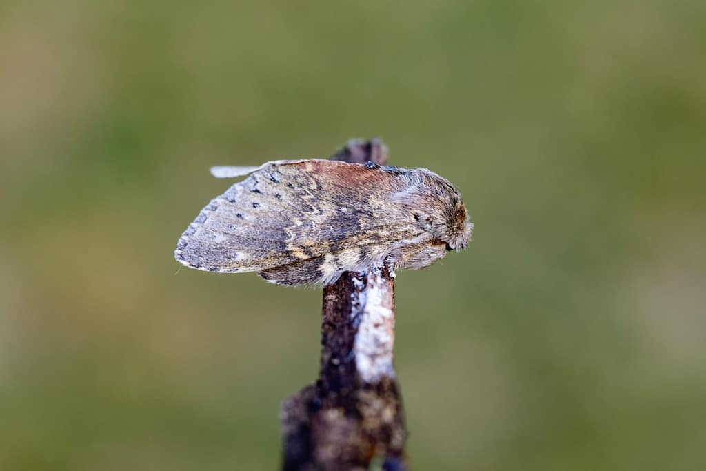 Stauropus fagi, Eekhoorn