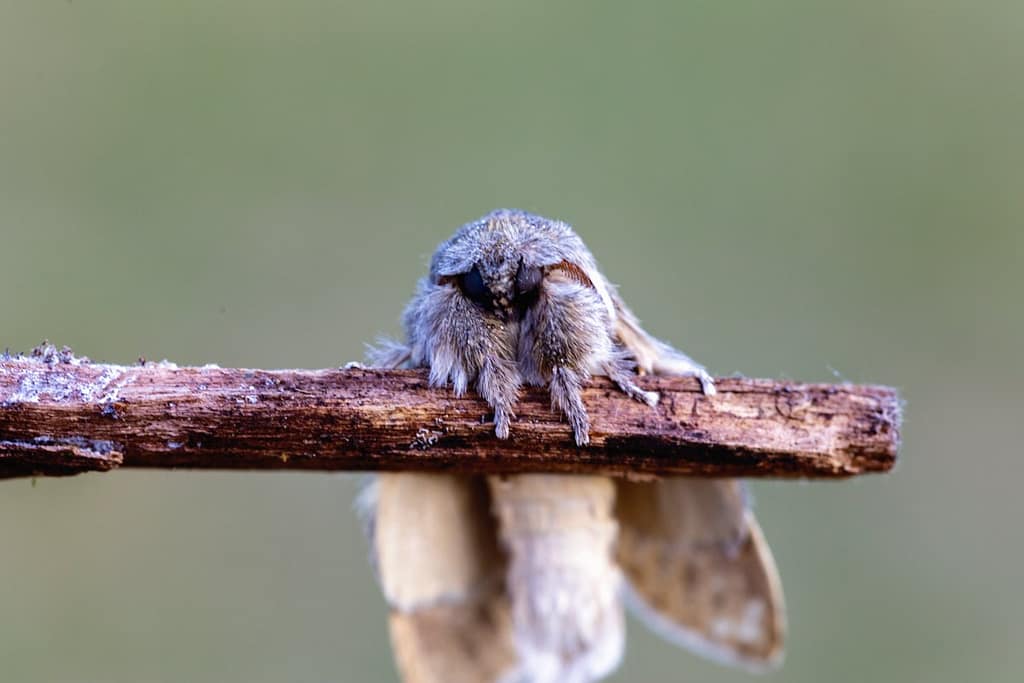 Stauropus fagi, Eekhoorn