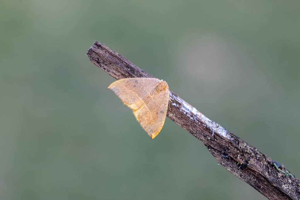 Watsonalla binaria, Gele eenstaart