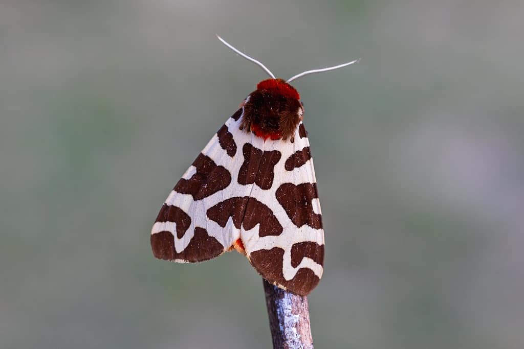 Arctia caja, Grote beervlinder