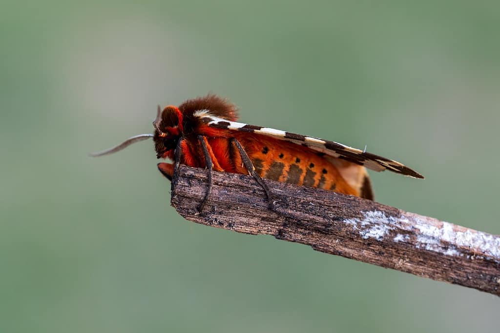 Arctia caja, Grote beervlinder