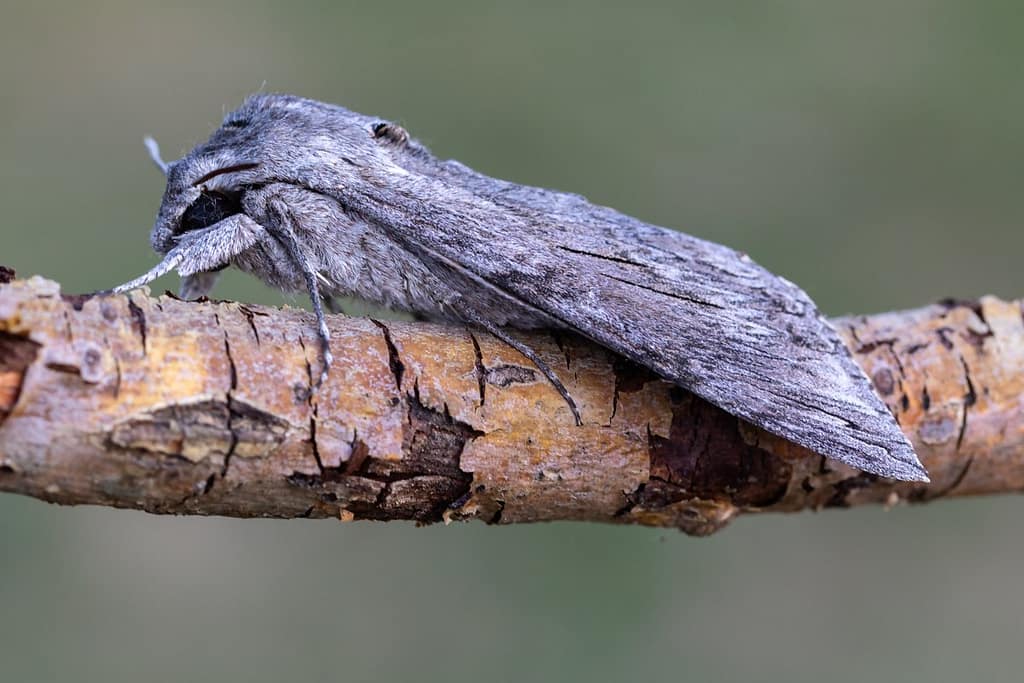 Agrius convolvuli, Windepijlstaart