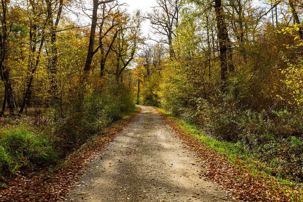 Herfstkleuren Forêt de Gresigne