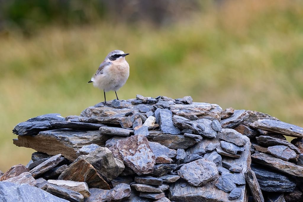 Oenanthe oenanthe, Tapuit