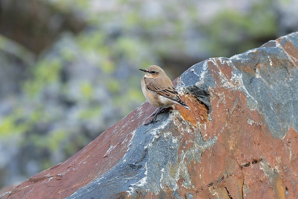 Oenanthe oenanthe, Tapuit