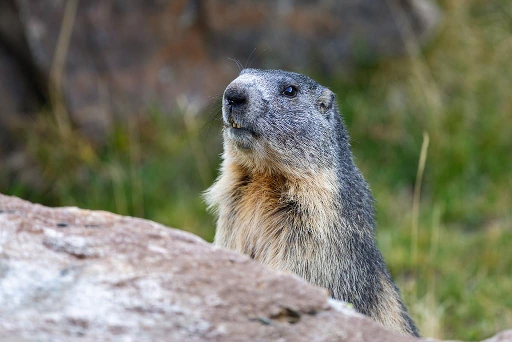 Marmota marmota, Alpenmarmot