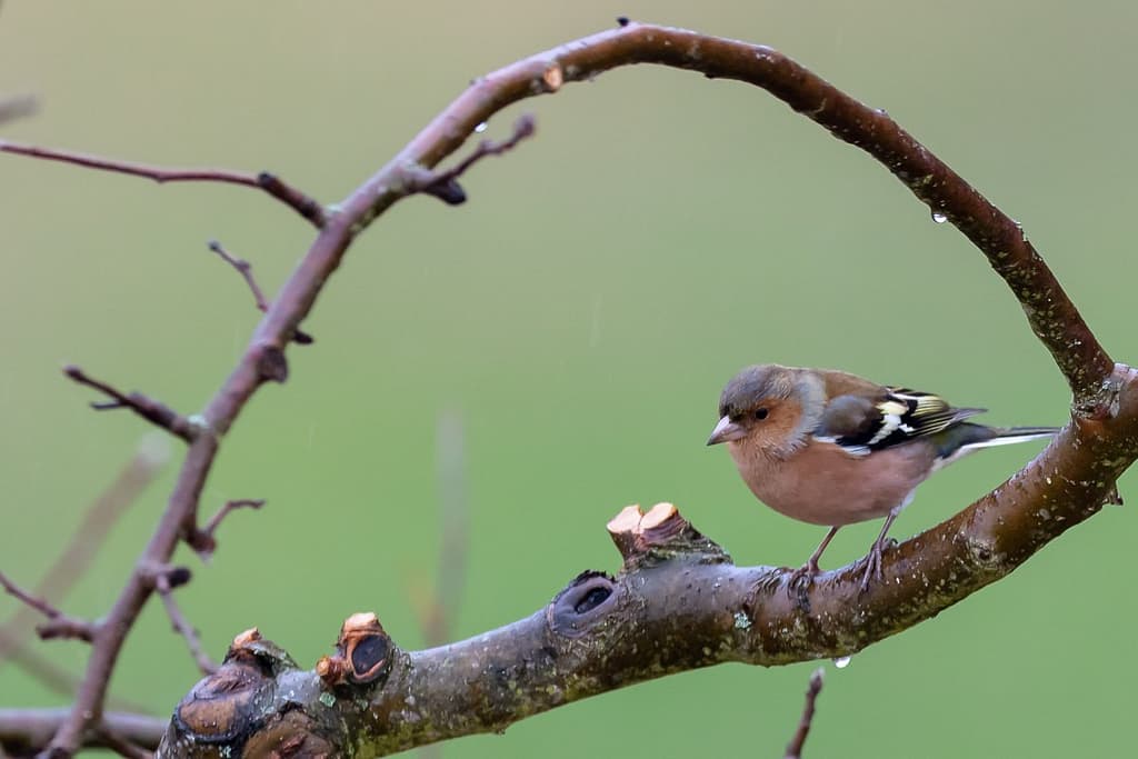 Fringilla coelebs, Vink