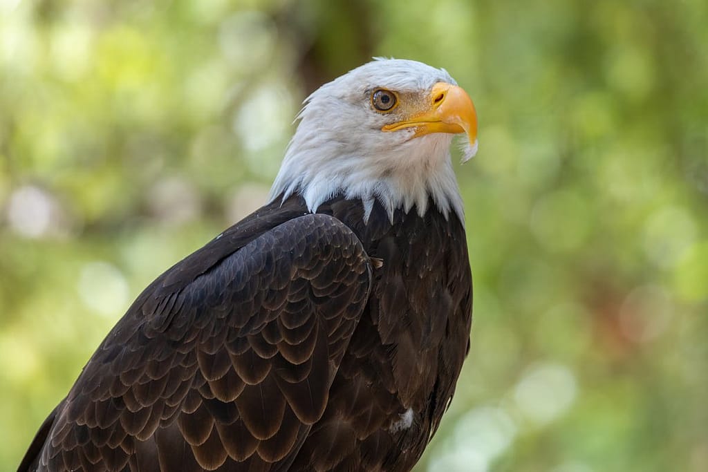 Haliaeetus leucocephalus, Amerikaanse zeearend