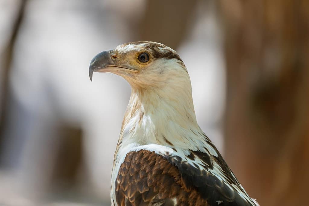 Icthyophaga vocifer, Afrikaanse zeearend
