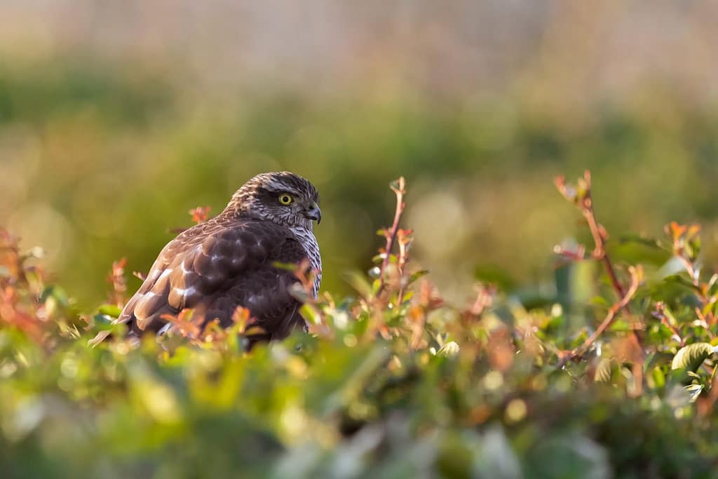 Accipter visus, Sperwer