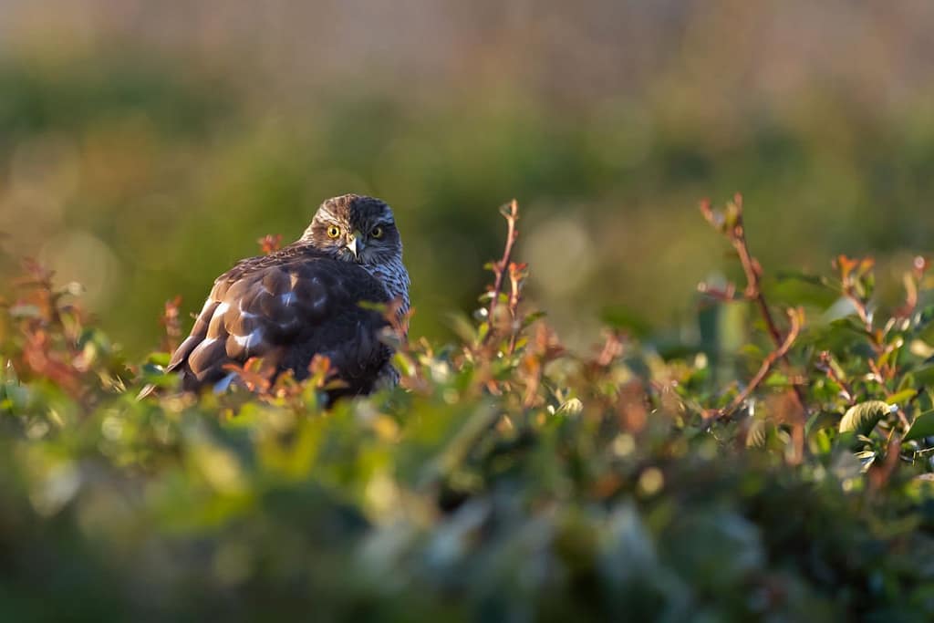 Accipter visus, Sperwer