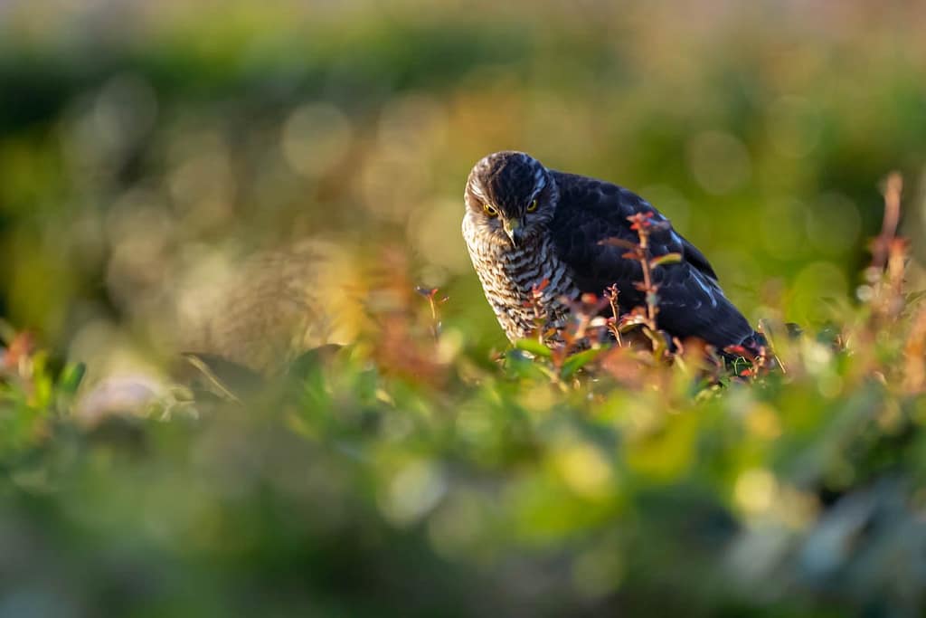 Accipter visus, Sperwer