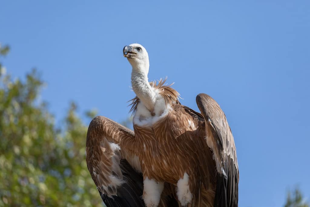 Gyps fulvus, Vale gier