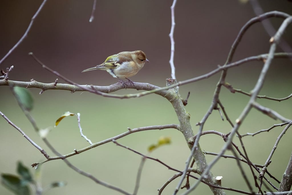 Fringilla coelebs, Vink