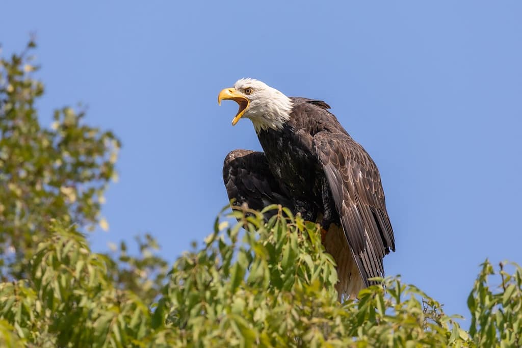 Haliaeetus leucocephalus, Amerikaanse zeearend