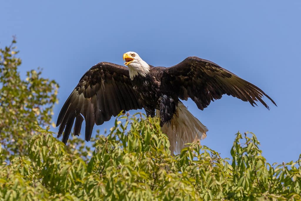 Haliaeetus leucocephalus, Amerikaanse zeearend